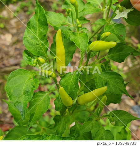 tomato plant in vegetable garden 135348733