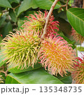 fresh rambutan on tree 135348735