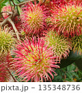 fresh rambutan on tree 135348736