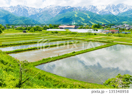 初夏の長野県白馬村　田植え期の水田と残雪の白馬連峰 135348958