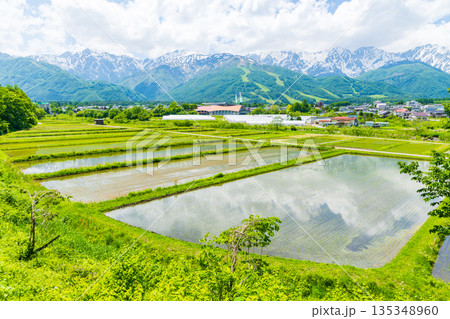 初夏の長野県白馬村　田植え期の水田と残雪の白馬連峰 135348960