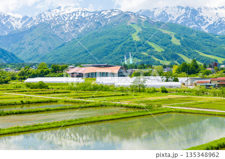 初夏の長野県白馬村　田植え期の水田と残雪の白馬連峰 135348962