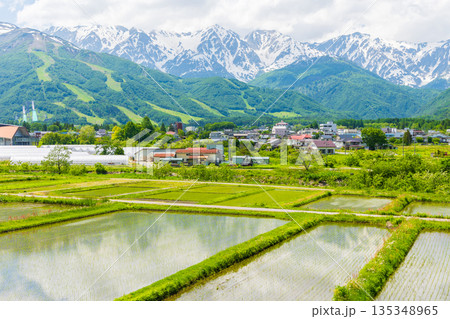 初夏の長野県白馬村　田植え期の水田と残雪の白馬連峰 135348965
