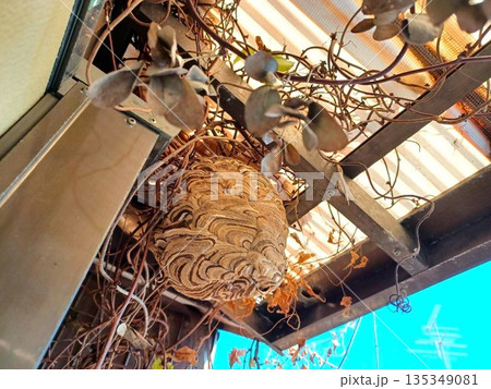 2階の軒下のスズメバチの巣 2階の軒下のスズメバチの巣 135349081