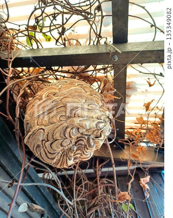 2階の軒下のスズメバチの巣 135349082