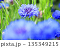 青い矢車草の花 135349215