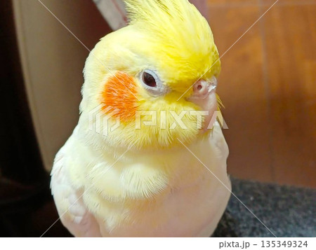 リラックスしている手乗りのオカメインコ リラックスしている手乗りのオカメインコ 135349324