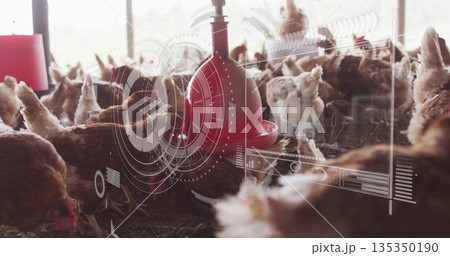 Crowding dense flock of brown hens around red automatic drinker inside barn, with HUD graphics 135350190