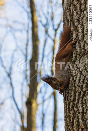 Squirrel hops down a tree while holding a nut in a forest during daytime Squirrel hops down a tree while holding a nut in a forest during daytime 135350567