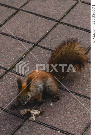 Squirrel explores pavement in urban park during daylight hours 135350571