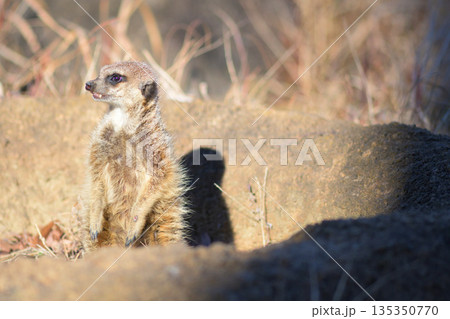 飛び交うカラスに振り回されるミーアキャット 135350770