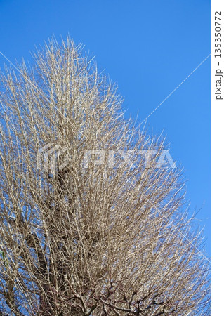 青空に映える落葉した銀杏の木 135350772
