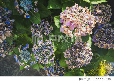 various 135350830