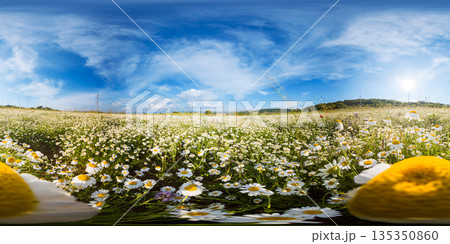 Chamomile daisy panorama blooming meadow 360 degree equirectangular projection of white flower field under blue sky with copy space Chamomile daisy panorama blooming meadow 360 degree equirectangular projection of white flower field under blue sky with copy space 135350860