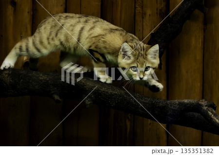 警戒するスナネコ 135351382