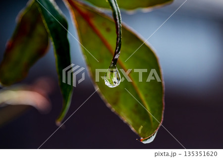 冬の朝、ナンテンの葉先で凍った滴 135351620