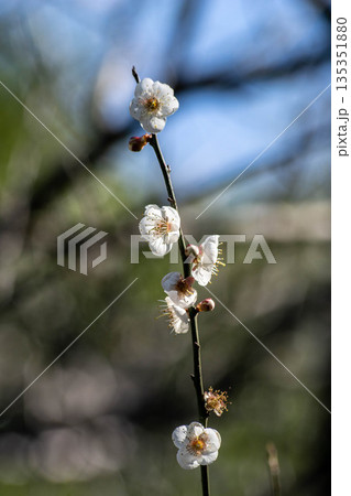 植物 工場 プランツ 135351880