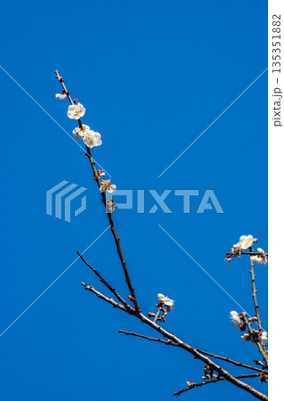 植物 工場 プランツ 135351882