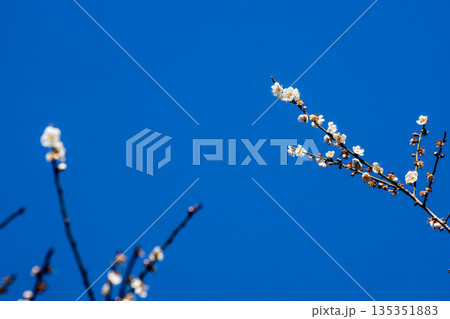 植物 工場 プランツ 135351883