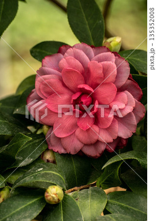 花 フラワー お花 135352008