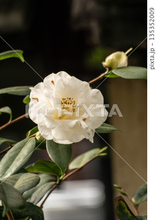 花 フラワー お花 135352009
