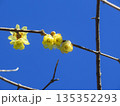 春を告げるロウバイの花 135352293