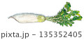 大根 135352405