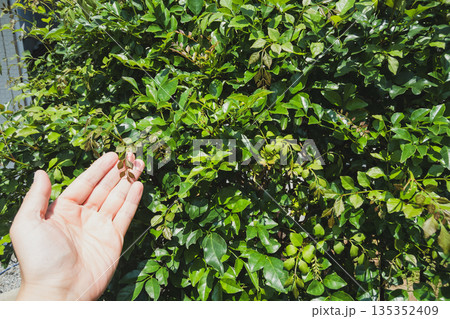 Fraxinus griffithii Fraxinus griffithii 135352409