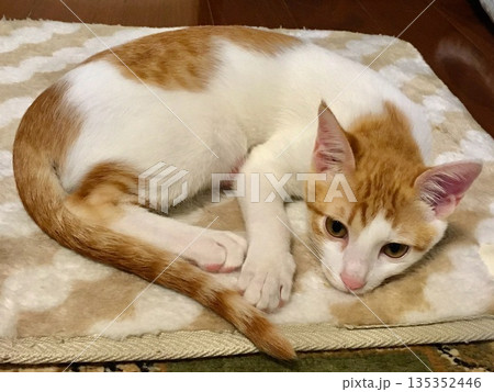 暖かいマットでまどろむ子猫 135352446