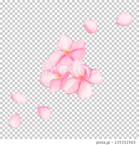 Three hand-painted watercolor cherry blossoms and falling petals / Spring flower illustration / Cherry blossom decoration 135352503