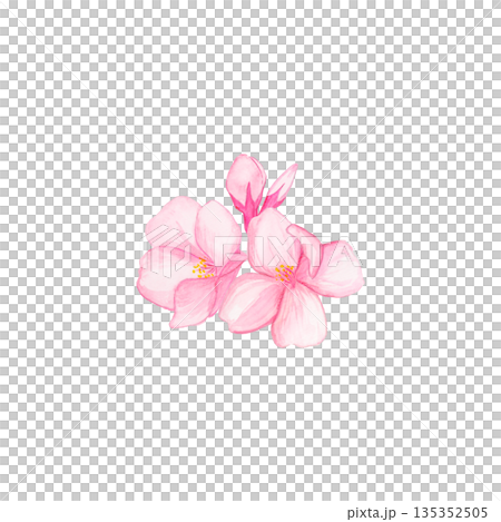 手繪水彩櫻花與花苞 / 櫻花插畫 / 春花 135352505