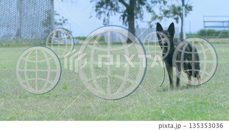 Standing German Shepherd dog surveying park grounds with leash trailing near lattice, copy space 135353036
