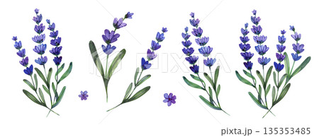 Botanical watercolor collection of purple lavender sprigs and individual blossoms. Hand-painted floral elements with realistic textures for aromatherapy, wellness, and garden-themed designs. 135353485