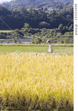 稲刈りイメージ 手押しの稲刈り機バインダーを使って稲を刈る男性 稲刈りイメージ 手押しの稲刈り機バインダーを使って稲を刈る男性 135353499