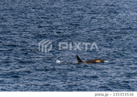 Killer whales in the Antarctic Killer whales in the Antarctic 135353516