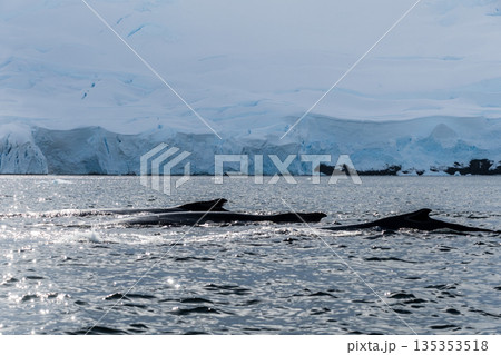 Detail of a humpback dorsal fin and blow hole 135353518
