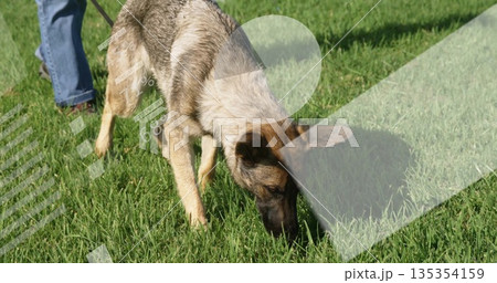 German Shepherd dog sniffing grass on lush lawn, with leash collar denim jeans brown boots German Shepherd dog sniffing grass on lush lawn, with leash collar denim jeans brown boots 135354159