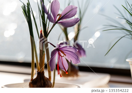 サフランの花 球根 栽培 サフランの花 球根 栽培 135354222