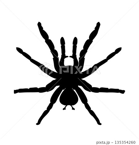 Black silhouette of a tarantula on white background. Spider vector illustration for Halloween design element or scary animal concept. Sign of spider hand drawn. Scary insect monochrome graphic art. Black silhouette of a tarantula on white background. Spider vector illustration for Halloween design element or scary animal concept. Sign of spider hand drawn. Scary insect monochrome graphic art. 135354260