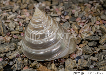 Mother of Pearl Seashell on Pebbles Mother of Pearl Seashell on Pebbles 135354427