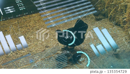 Displaying holographic charts around black chicken in barn on straw floor, with scattered eggs 135354729