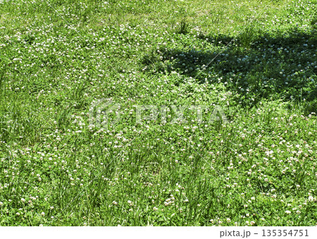 シロツメクサ シロツメクサ 135354751