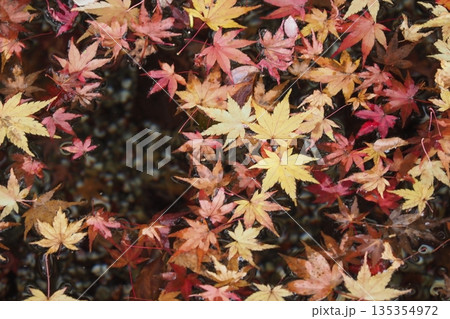 龍泉寺の池に落ちた紅葉の葉 135354972