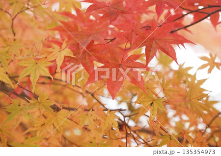 天川村龍泉寺の紅葉 天川村龍泉寺の紅葉 135354973