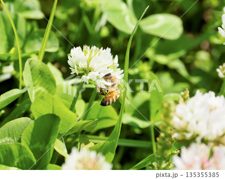 シロツメクサとミツバチ シロツメクサとミツバチ 135355385