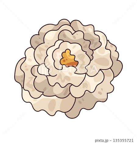 illustration of Camellia  135355721