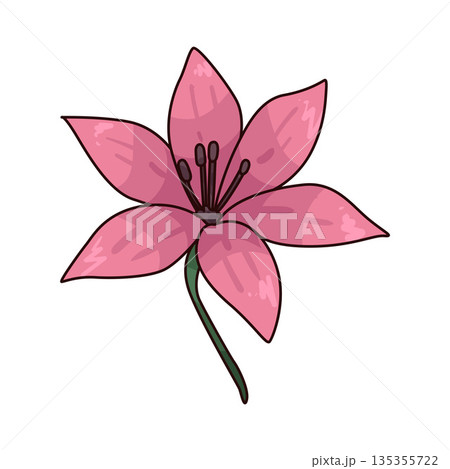 illustration of Azalea illustration of Azalea 135355722