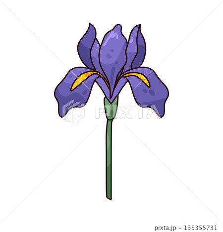 illustration of iris flower 135355731