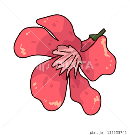 illustration of Oleander illustration of Oleander 135355743