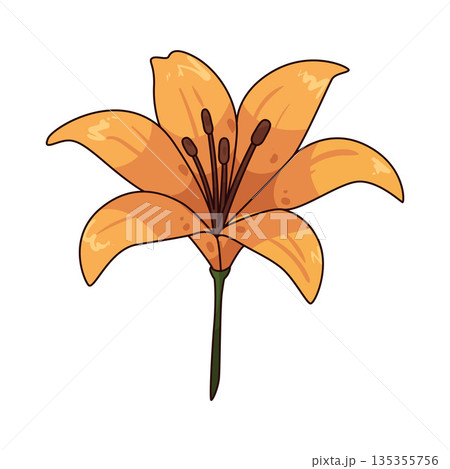 illustration of Lily illustration of Lily 135355756